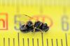 Brachymeria sp.